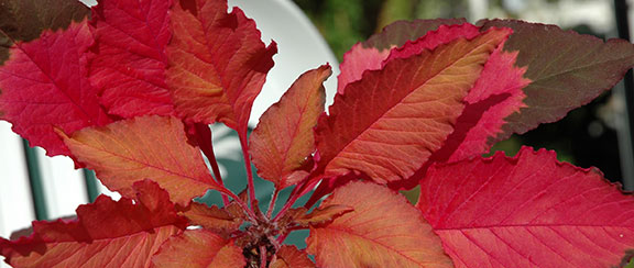 Nasiona roślin jednorocznych