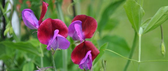 Nasiona pachnących roślin jednorocznych