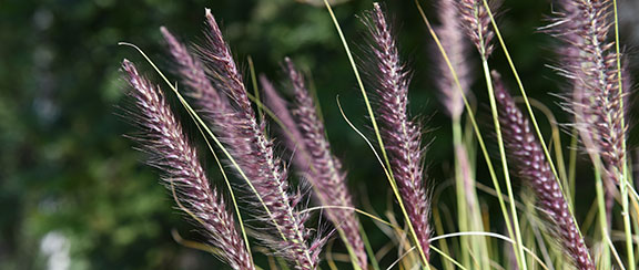 Nasiona jednorocznych traw ozdobnych