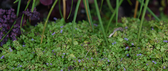 Nasiona jednorocznych roślin okrywowych