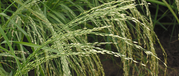 Nasiona do historycznych roślin użytkowych