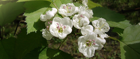 Krzewy i drzewa - wiele można również uprawiać w pomieszczeniach w doniczce lub jako bonsai.