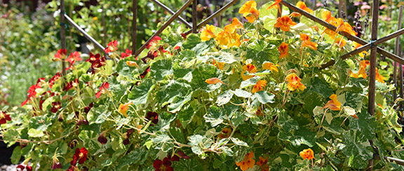 Nasiona do krwawnika i groszku