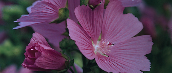 Rośliny lecznicze - zawierają substancje czynne, niektóre są toksyczne, podczas gdy inne mogą być używane jako przyprawy.