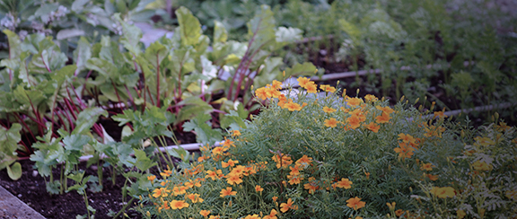 Nasiona innych warzyw