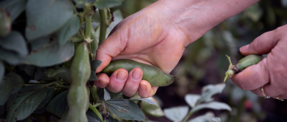 Nasiona fasoli i grochu - rośliny strączkowe