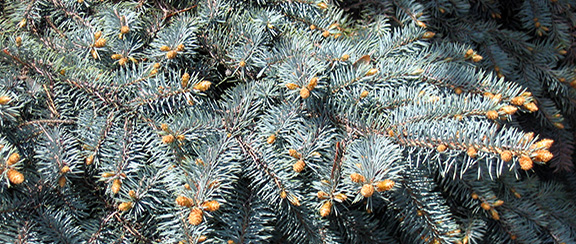 Nasiona drzew iglastych.