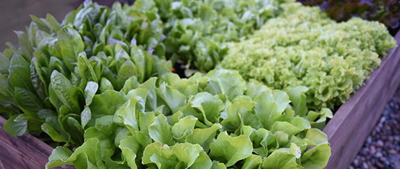 Nasiona na warzywa liściaste