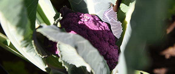 Nasiona do kalafiora