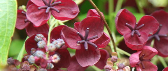 Kwitnące krzewy i drzewa