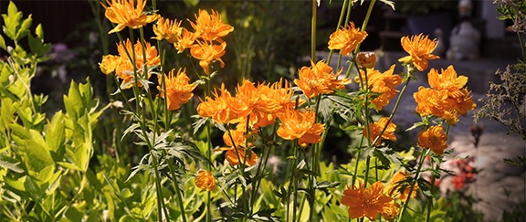 Nasiona roślin brzegowych stawu.