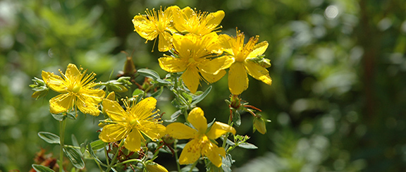 Nasiona kolorowych i dekoracyjnych roślin