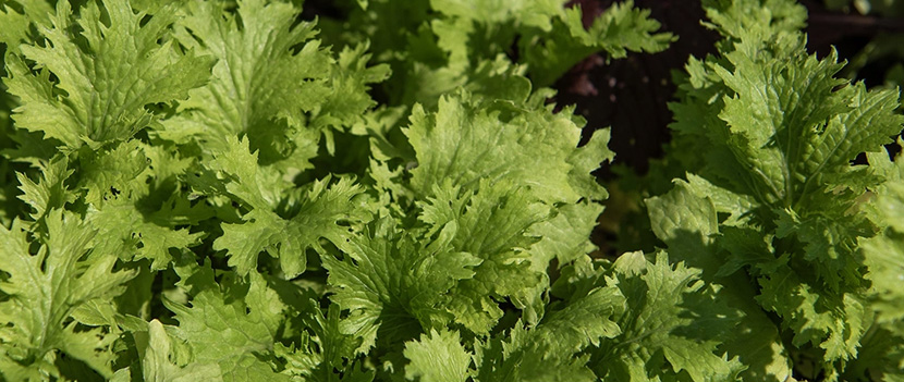 Nasiona sałaty musztardowej