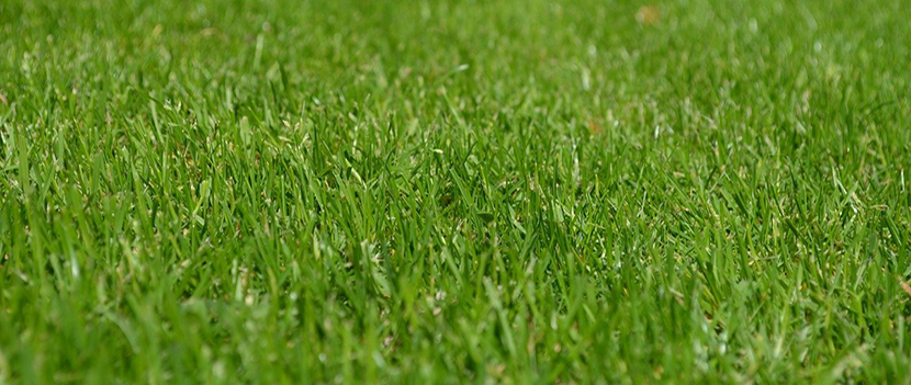 Nasiona trawy do twojego trawnika