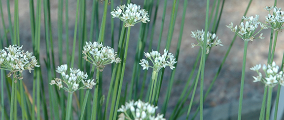 Nasiona do szczypiorku