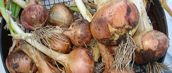 Nasiona cebuli żółtej