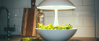 Nasiona do hodowli hydroponicznej i mikro-zieleni