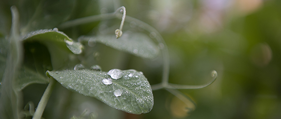 Nasiona groszku i cebuli dymki