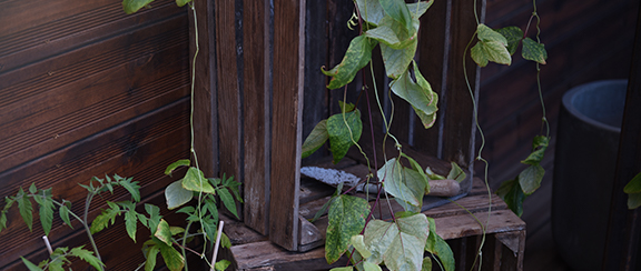 Roślina doniczkowa - pnąca i wspinająca się