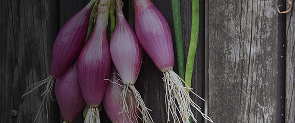 Nasiona cebuli czerwonej