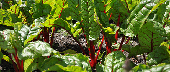 Nasiona buraka liściowego