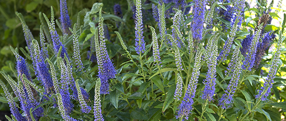 Nasiona roślin użytkowych