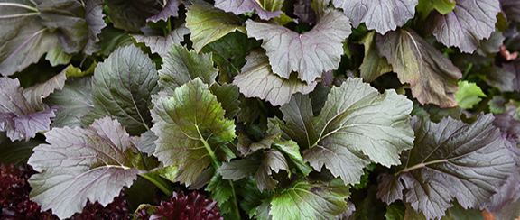 Nasiona innych warzyw liściastych