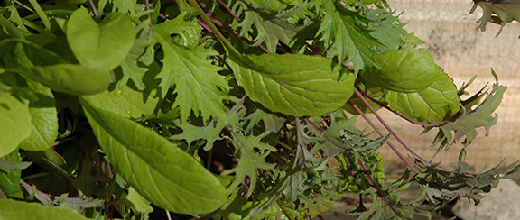 Nasiona innych warzyw kapustnych
