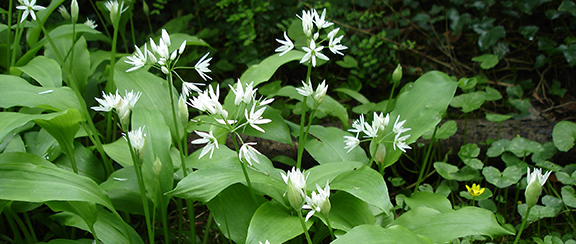 Nasiona innych roślin cebulowych