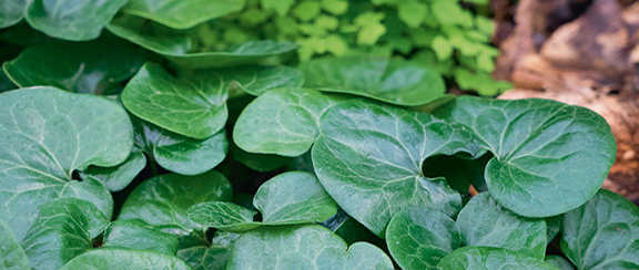 Nasiona roślin wieloletnich