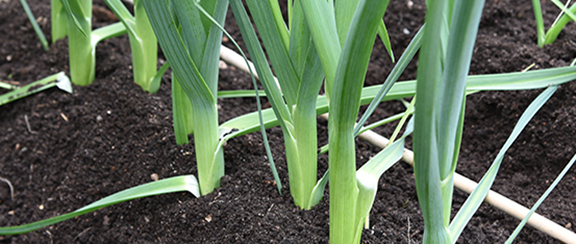 Nasiona cebuli szczypiorkowej