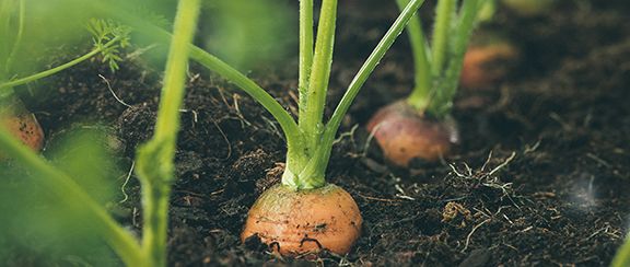 Nasiona szybkowzrastających warzyw korzeniowych