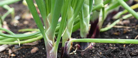 Nasiona cebuli dymki