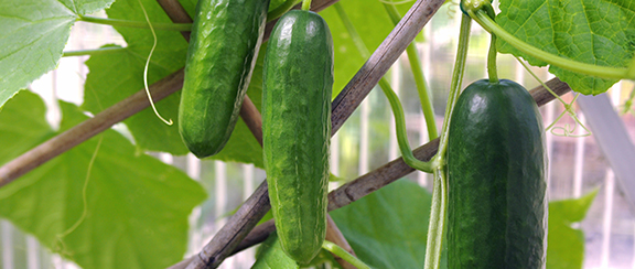 Ogórek - ogórek szklarniowy - ogórek przedszkolny