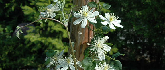 Nasiona roślin pnących drewniejących