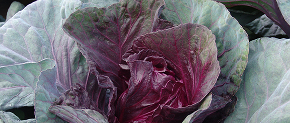 Nasiona do kapusty stożkowej