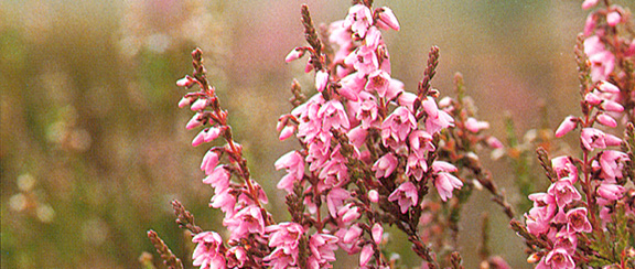 Nasiona roślin do kwaśnej gleby