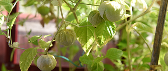 Nasiona tomatillo