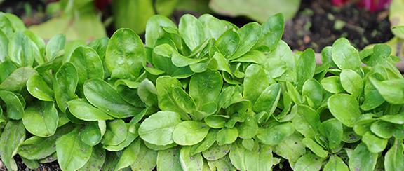 Nasiona sałaty zimowej