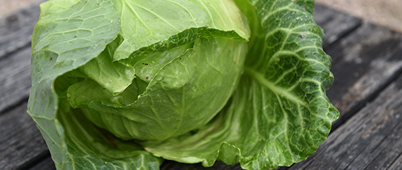 Nasiona białej kapusty