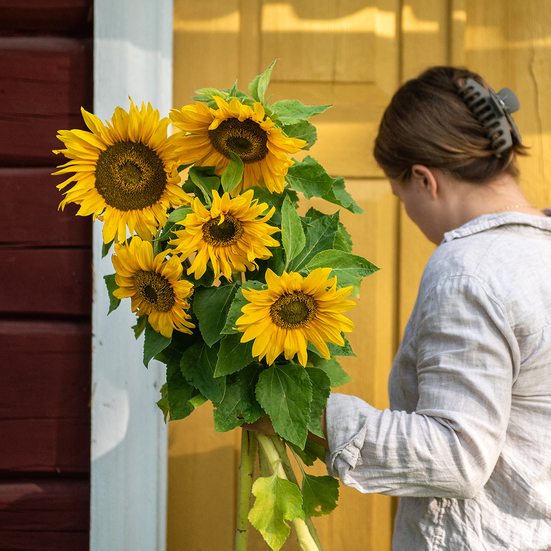 Nasiona jednorocznych kwiatów