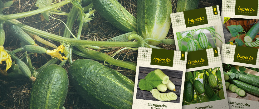 Nasiona ogórka