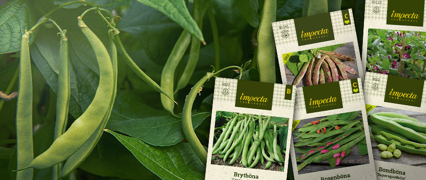 Błyskotliwe fasole – 3 w cenie 2