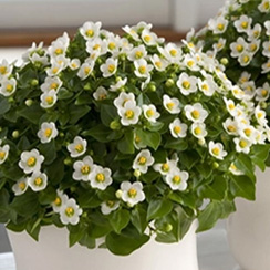 Mehrjährige Topfpflanzen