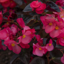 Begonia F1 ''Viking Pink on Chocolate'' Różowa begonia o ciemnych liściach.