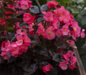 Begonia F1 ''Viking Pink on Chocolate'' Różowa begonia o ciemnych liściach.
