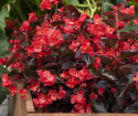 Begonia F1 ''Viking Red on Chocolate'' Szkarłatnoczerwona z ciemnymi liśćmi.