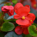 Obficie kwitnąca Begonia letnia F1 'Super Olympia Red'