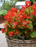 Obficie kwitnąca Begonia letnia F1 'Super Olympia Red'