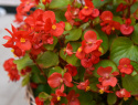 Obficie kwitnąca Begonia letnia F1 'Super Olympia Red'